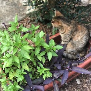 Meet your Posher, Noble